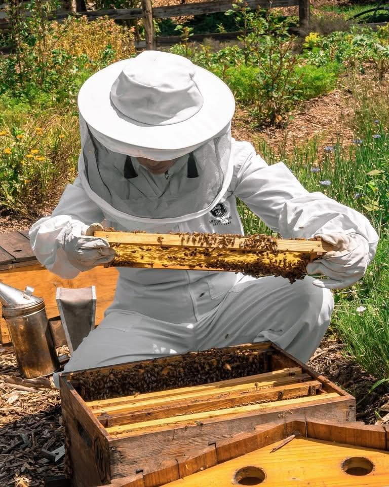 Caso Abeja Reyna